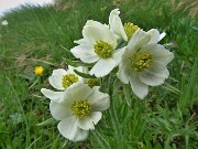 Spettacolo di fiori e marmotte sui sentieri per i Laghetti di Ponteranica–9giu23- FOTOGALLERY